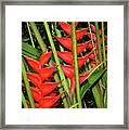 Heliconia Framed Print
