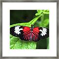 Heliconius Erato Lativitta Butterfly Framed Print