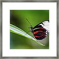 Heliconius Framed Print