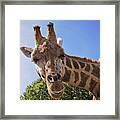 Hello Down There Framed Print