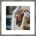 Hello, Monkey Here Framed Print