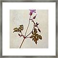 Herb Robert - Wild Geranium 
#flower Framed Print
