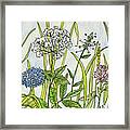 Herbs And Flowers Framed Print