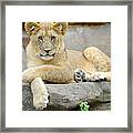 Here Kitty Kitty Framed Print