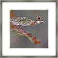 Here's Lookin' At You- Dragonfly Framed Print