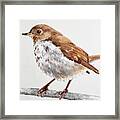 Hermit Thrush Framed Print