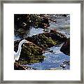 Heron At The Tide Pools Framed Print