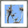 Heron Courting 1 Of 6 The Offering Framed Print