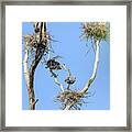 Heron Courting 2 Of 6 The Exchange Framed Print