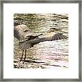Heron In Flight Framed Print