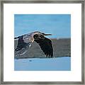 Heron In Flight Framed Print