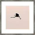 Heron In The Air Framed Print