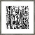 Heron In The Grass In Bw Framed Print