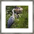 Heron Framed Print