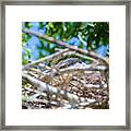 Heron Nest Framed Print