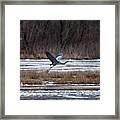 Heron Take Off Framed Print