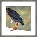 Heron With Ruffled Feathers Framed Print
