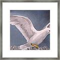 Herring Gull Framed Print