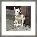 Hey, #bulldog! #harlem #nycdogs #nyclife Framed Print
