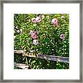 Hibiscus Hedge Framed Print