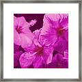 Hibiscus, Pink Framed Print
