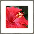 Hibiscus Framed Print