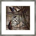 Hidden Beauty Framed Print