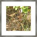 Hidden Hare Framed Print