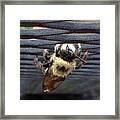 Hide And Seek Bee Framed Print