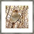 Hiding Sparrow Framed Print