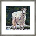 High Country Friend Framed Print