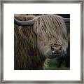 Highland Cattle Four Framed Print