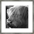 Highland Cattle Two Framed Print