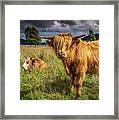 Highland Cow Framed Print