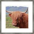 Highland Cow Portrait Framed Print