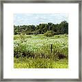 Hill Country Of White Wildflowers Framed Print
