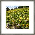 Hills Of Yellow Flowers Framed Print