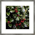 Holly Berry Framed Print