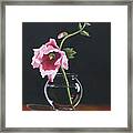 Hollyhock Framed Print