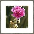 Hollyhock Framed Print