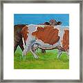 Holstein Friesian Cow And Brown Cow Framed Print