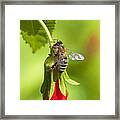Honey Bee 11 Framed Print