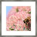 Honey Bee 3 Framed Print