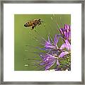 Honey Bee At Work Framed Print