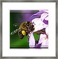 Honey Bee Framed Print