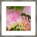 Honey Bee On Mimosa Flower Framed Print