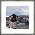 Hooded Crow Framed Print