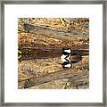 Hooded Merganser Framed Print