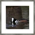 Hooded Merganser Preparing To Dive Framed Print