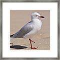 Hop-along Seagull Framed Print